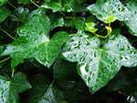 greenleaves